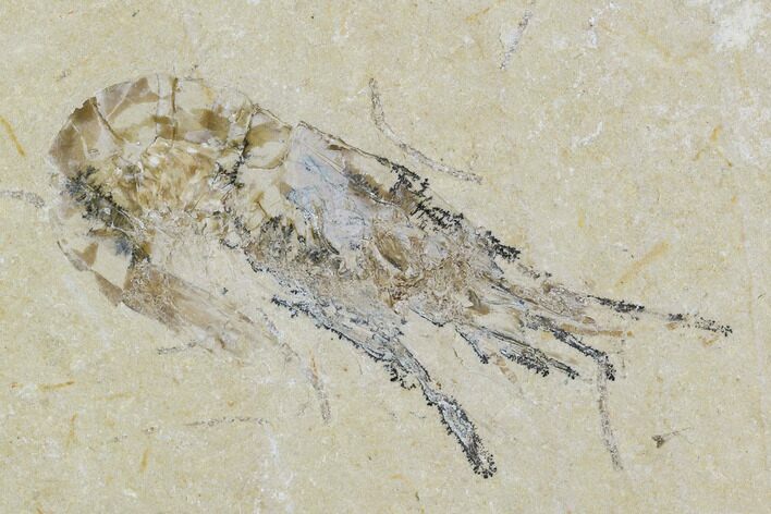 Cretaceous Fossil Shrimp - Lebanon #107443